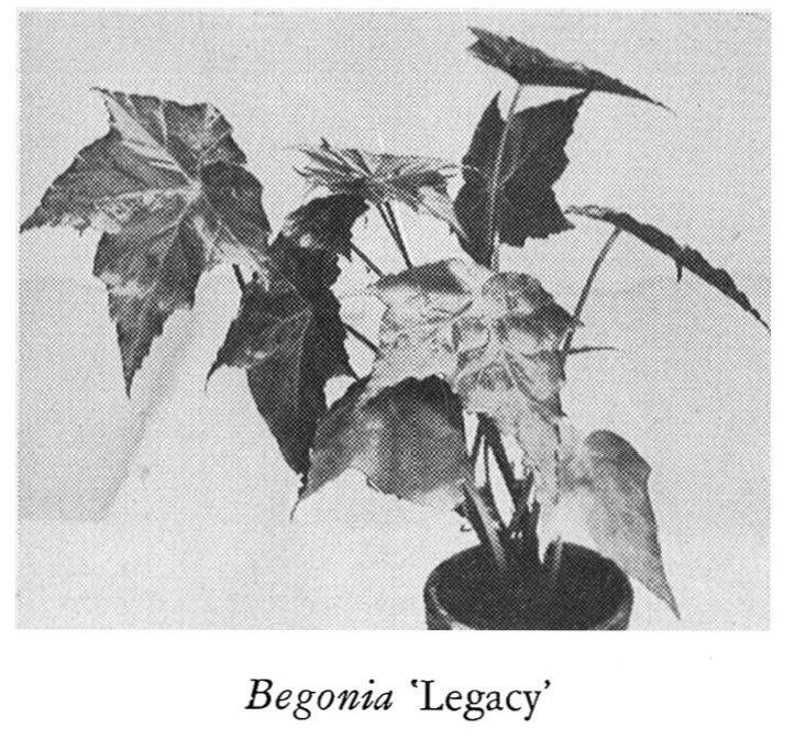 B. ‘Legacy’